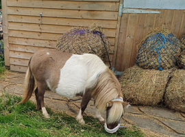 Absolutely beautiful imhps filly