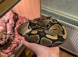 Royal Python female with full viv set up