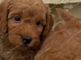 Lovely Cavapoos