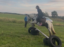 For sale henny 6yo cob mare