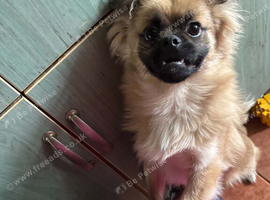 Adorable Male Pomeranian Cross Pug