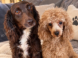 Cockapoo