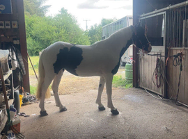 14hh pony club/ happy hack/allround pony