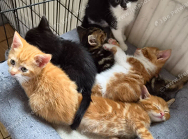 Stunning kittens ready to leave now
