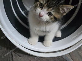 4 beutifull kittens