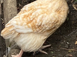 Rooster