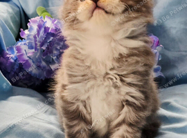 Mainecoon kittens ready now