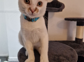 6 month old kitten for rehoming