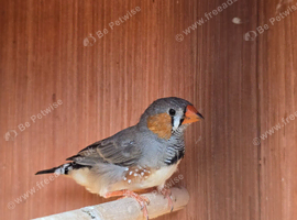 2 x Male Wild Type Zebra Finch