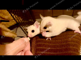 Baby sugar glider boys