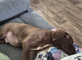12 week puppy