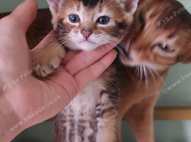 Beautiful mixed breed kittens