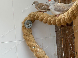Diamond doves