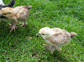 Silkie hybrid and Pekin Bantam chicks