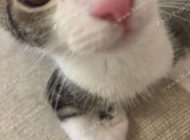Tabby kitten