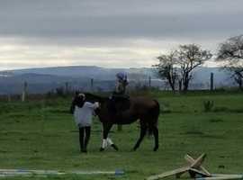 CJL equestrian- DIARY NOW OPEN