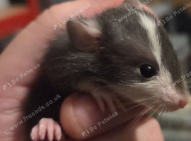 Beautiful dumbo rats ready for new homes
