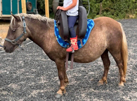 Kids Silver Dapple Shetland Mare Standard Size