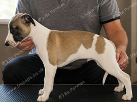 Kc whippets pups
