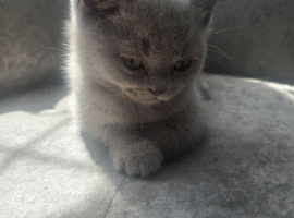British shorthair kittens