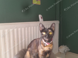Beautiful 2 year old female looking for a loving home