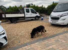 6 weeks old German shepherd crossed with St Bernard.  St shepherd boy for sale