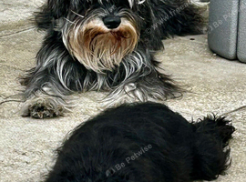 Ready Now - Miniature Schnoodle F1 Puppies