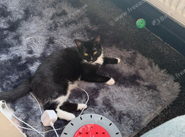 Female cat