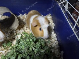 2 male guinea pigs