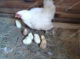 Broody hen and 6 chicks