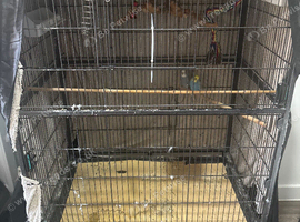 Budgies and cage