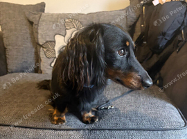 2 year old male