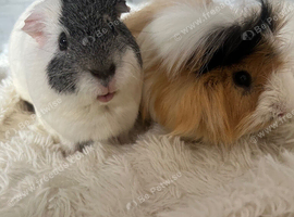 2 Guinea pigs cage included