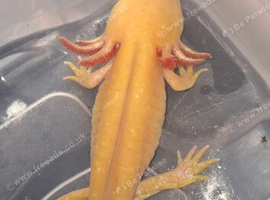 Axolotls for sale collection only