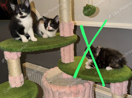 Kittens
