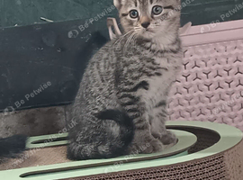 LAST Bengal kitten REDUCED