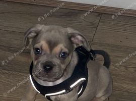 Staffie cross frug