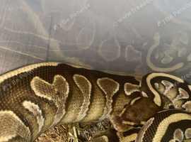 Yellow belly ball python