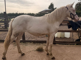 Cremello filly