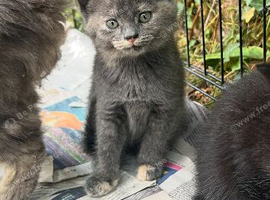 Ragdoll cross kittens