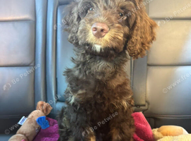Sprokerpoo male