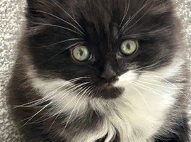 British shorthair cross Domestic longhair