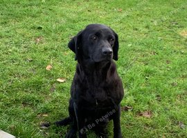 8YR Labrador - Roxy