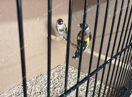 Pair goldfinches