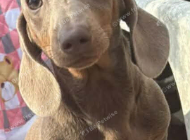 2 female miniature dachshunds