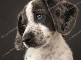 Blu dashund cross