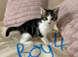 Bengal mix kittens LAST KITTEN