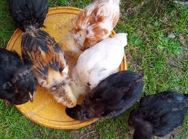 Mixed Maran chicks 5wks old