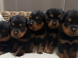 Rottweiler puppies