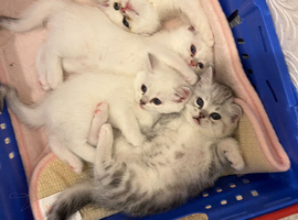 2 male & 2 female kittens for sale